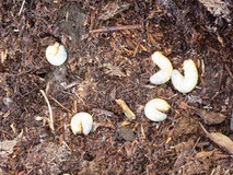 カブトムシの幼虫