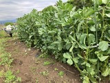 (2) そら豆