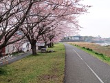 桜散る-1
