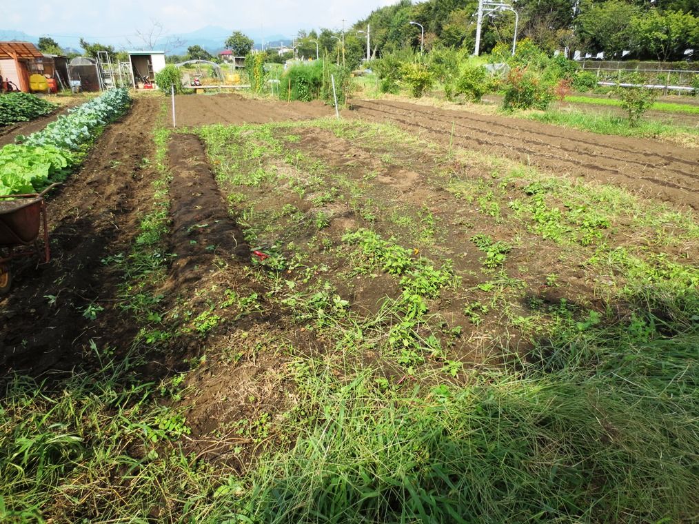 秋 冬野菜向け土作り 楽しく自律するこれからの生き方 Apocワークスへようこそ