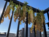 (4) 天日干し終了