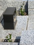 (1)サザンカ