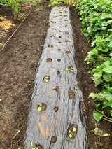 (4)のらぼう菜の定植