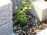 (3)サザンカ左