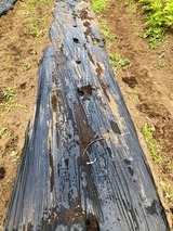 (5) 落花生の播種