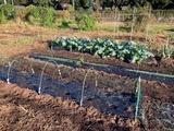 (26) 赤玉葱植付け、そら豆播種、鶏の食害ネット 2024-10-24