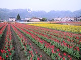 羽村神社
