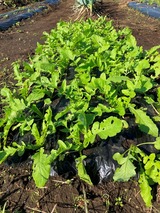 (20) ここまで成長 2024-10-12