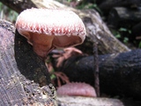 椎茸