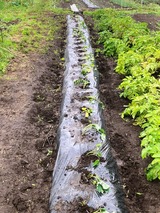 (2) 玉葱の後畝に植え付けた