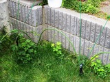 (1)絡み始めた蔓