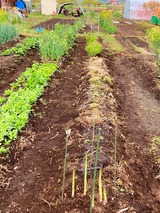 (5) アスパラと生姜