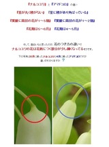 ナルコユリ vs アマドコロ　