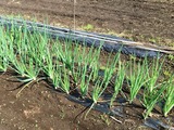 (5)たまねぎ