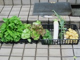 野菜の収穫
