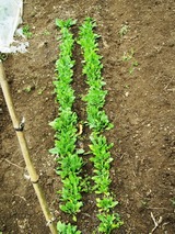 (6)ほうれん草