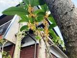 花-3