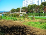JR五日市線