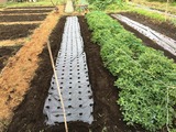 (2)玉ねぎマルチ