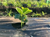 (7) 摘芯前