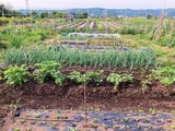 (4) ほうれん草、じゃがいも、玉ねぎ
