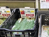 (12) 玉葱苗