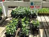 キヌサヤ苗