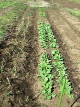 大蒜とほうれん草