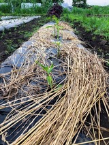 (7) 8株が活着か