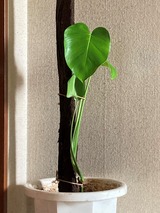 (4) 剪定した穂先は発芽してくれるか