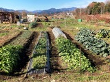 (2-3)そら豆に寒冷紗を