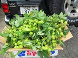 集荷
