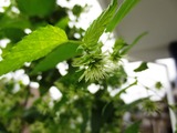ホップの花-2