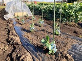 (2) 購入苗の植付け、支柱、虫よけ 03-13