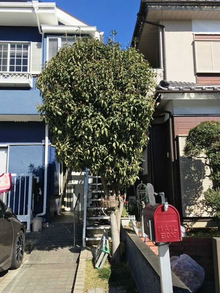 金木犀の剪定 楽しく自律するこれからの生き方 Apocワークスへようこそ 金木犀の剪定 楽しく自律するこれからの生き方 Apocワークスへようこそ