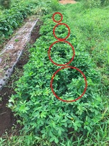 (1)烏害?-2