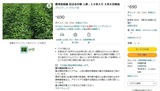 (1) amazonの苗