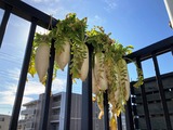 (3) 天日干し開始
