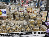 種芋販売
