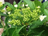 (2)