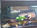 淡水魚水槽