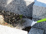 (2)定植中