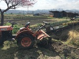 紅梅とトラクター