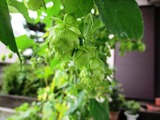 ホップ毬花