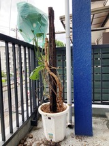 (4) 移植後