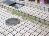 Pの芝生化