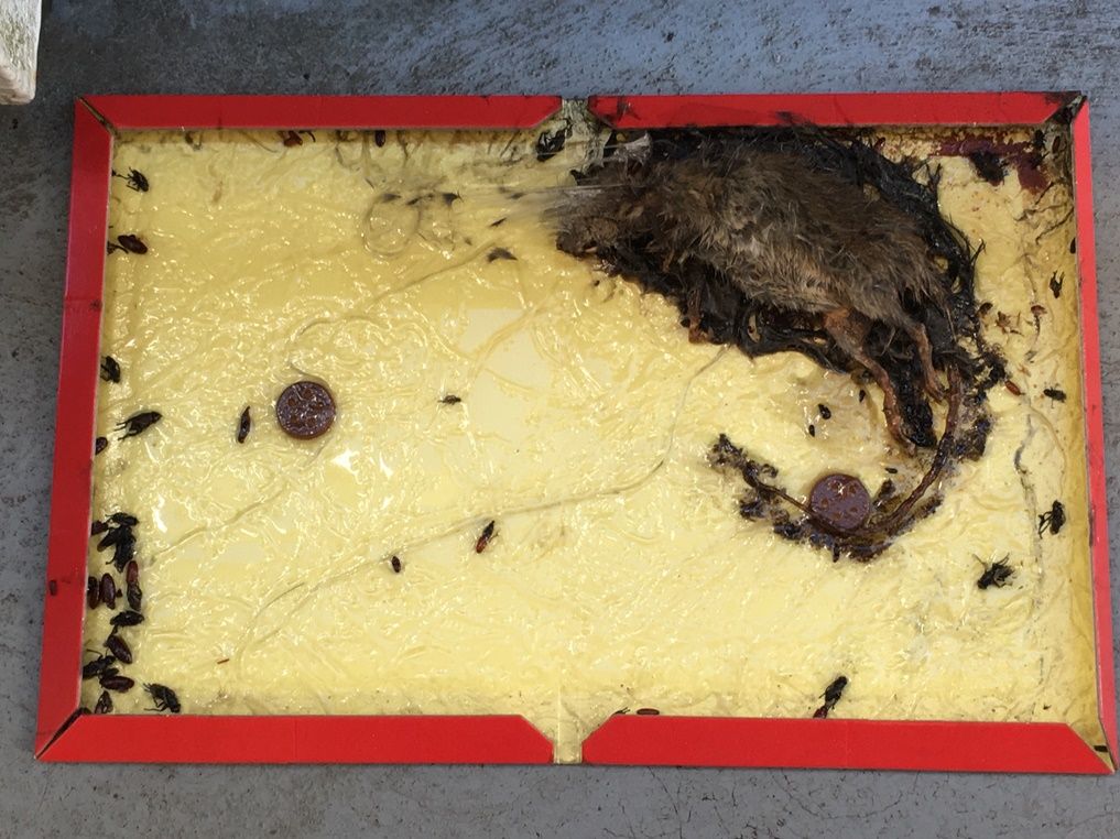 ネズミ退治作戦 注 死骸画像あり 楽しく自律するこれからの生き方 Apocワークスへようこそ ネズミ退治作戦 注 死骸画像あり 楽しく自律するこれからの生き方 Apocワークスへようこそ