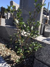 (3)右