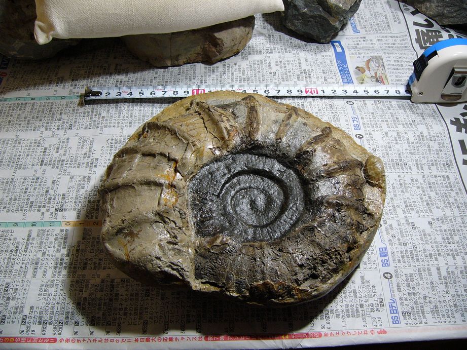 アンモナイト 日本産 北海道 極美麗 クリーニング最高 【公式通販】