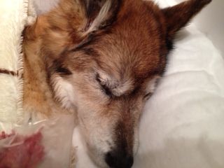 アポロ